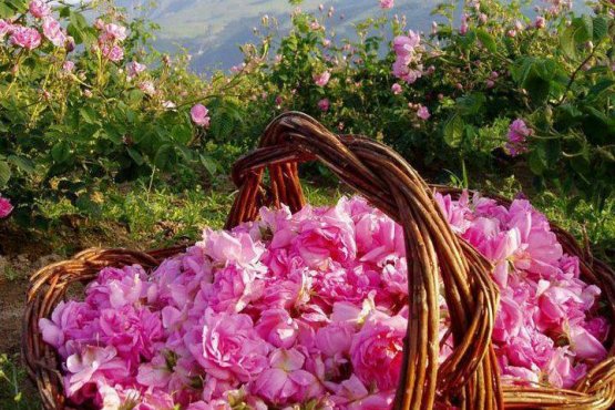 Tour Rose Harvest Festival , Isparta