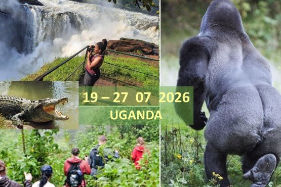 Tour Uganda  III  Safari & Gorillas