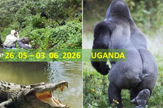 Tur Uganda I Safari ve Gorilla