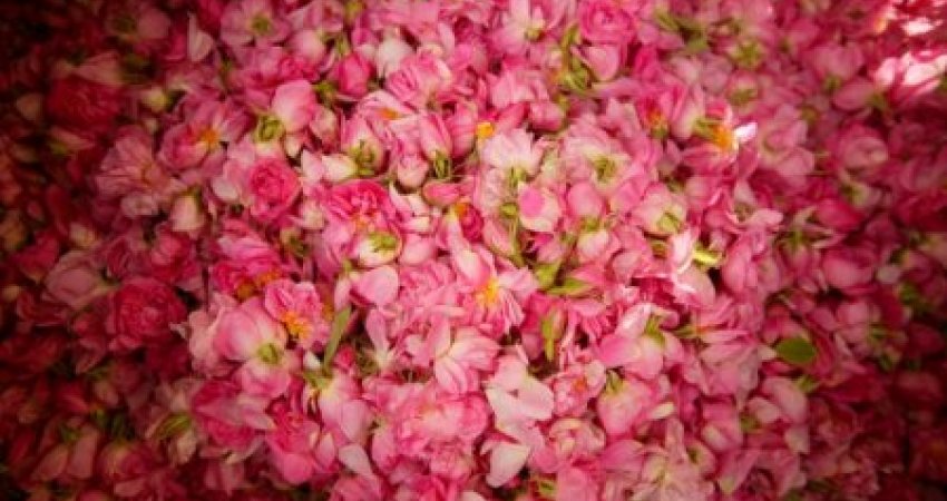 Tour Rose Harvest Festival , Isparta