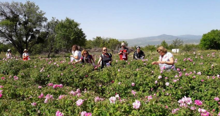 Tour Rose Harvest Festival , Isparta