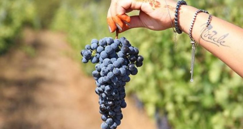 Tour Igneada, Longoz, Dupinsa & Vineyard