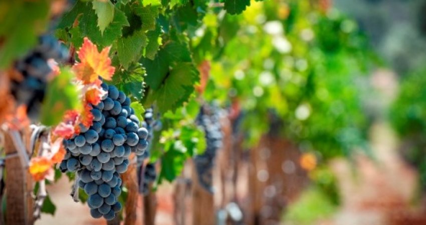 Tour Igneada, Longoz, Dupinsa & Vineyard