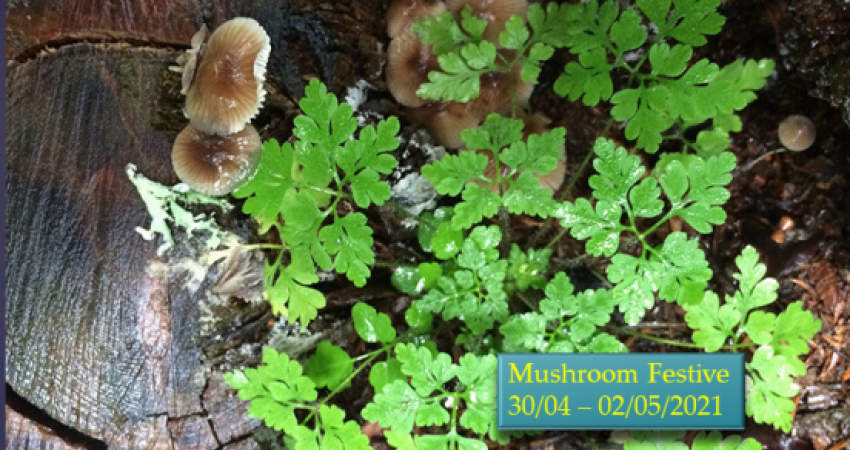 Tour Mushroom Festive , Kastamonu