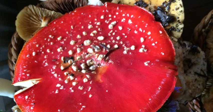 Tour Mushroom Festive , Kastamonu