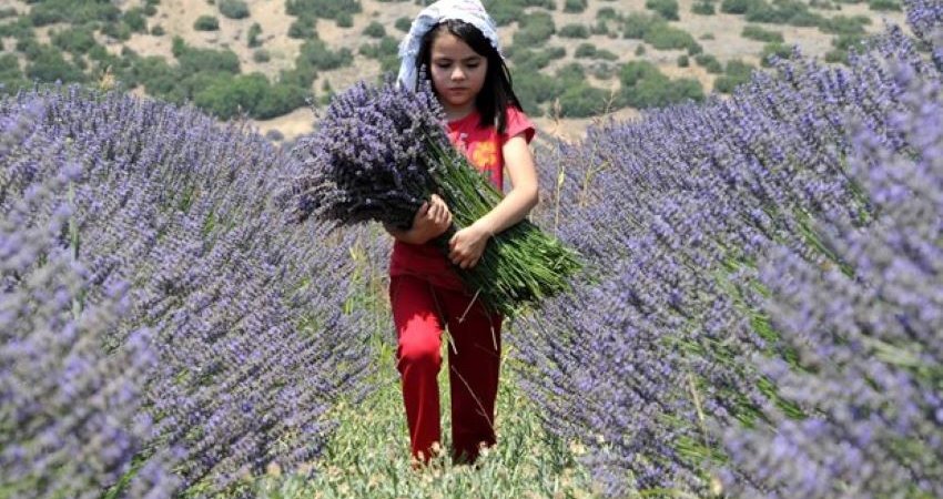 Tour Lavender Fields & Eskisehir