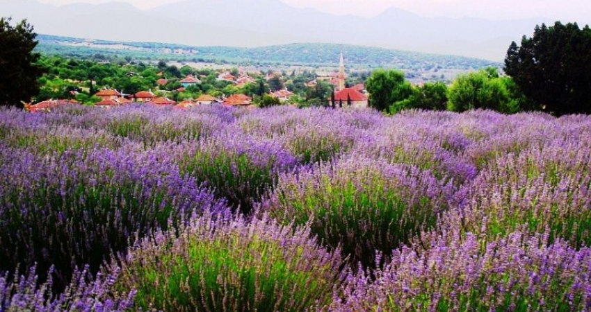 Tour Lavender Fields & Eskisehir