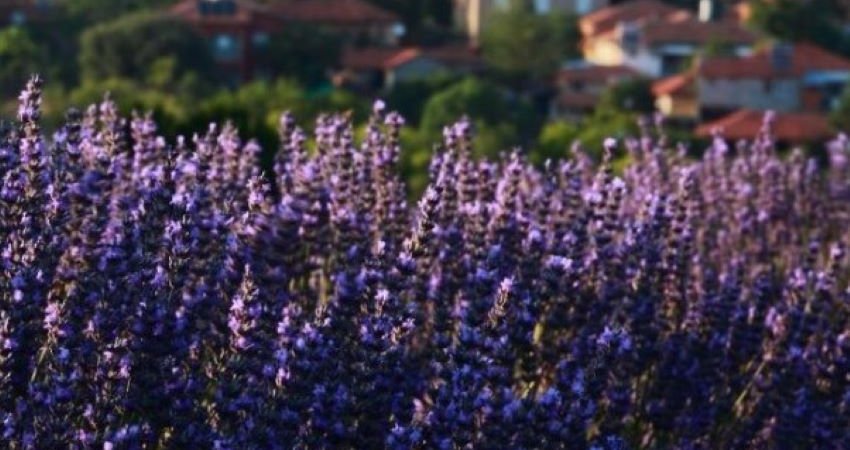 Tour Lavender Fields & Eskisehir