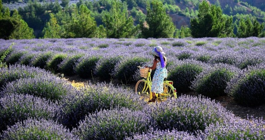 Tour Lavender Fields & Eskisehir