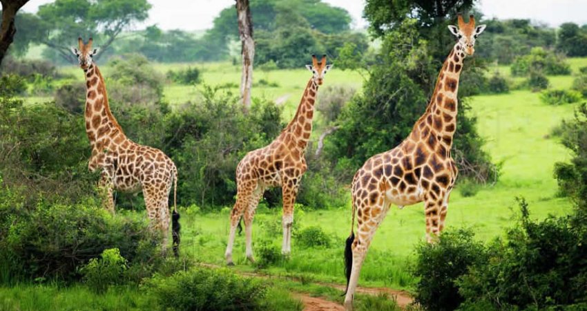 Tour Uganda  I  Safari & Gorillas