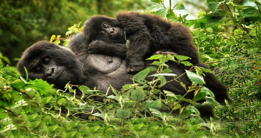 Tour Uganda  IV  Safari & Gorillas