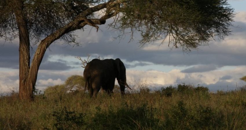 Tur Tanzanya Safari + Zanzibarda Full Moon Party