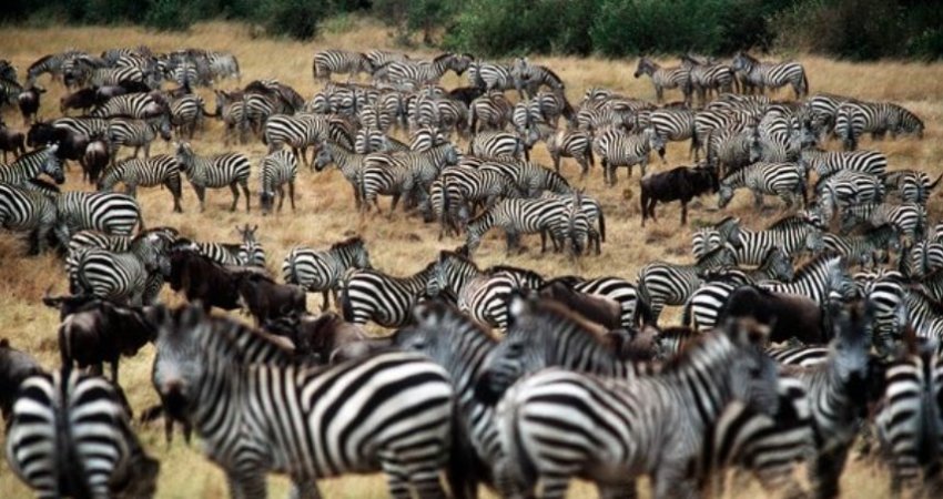 Tur Tanzanya Safari + Zanzibarda Full Moon Party