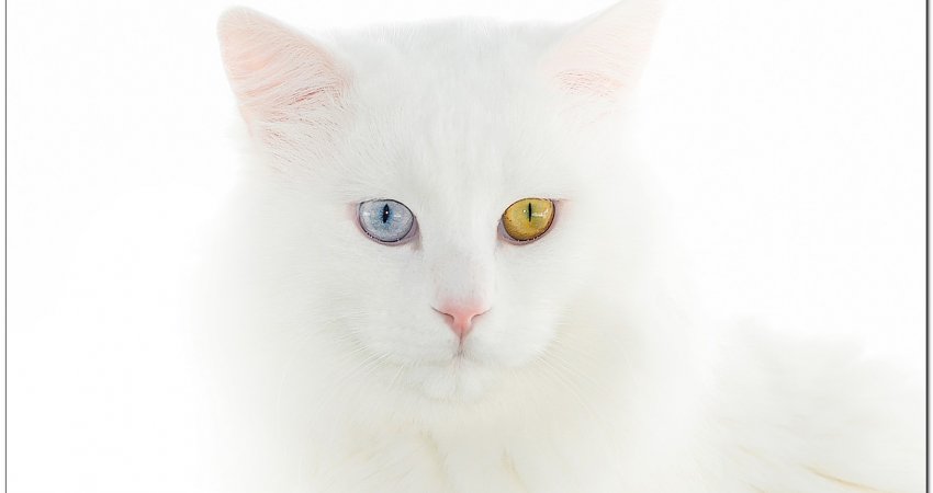 Tur Iğdır Van Bitlis Muş  II