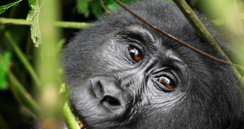 Tur Safari Ruanda & Uganda Gorillas