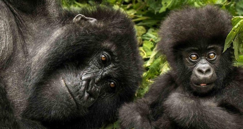 Tur Safari Ruanda & Uganda Gorillas