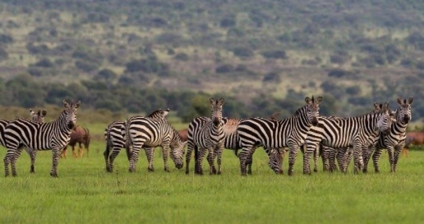 Tur Safari Ruanda & Uganda Gorillas