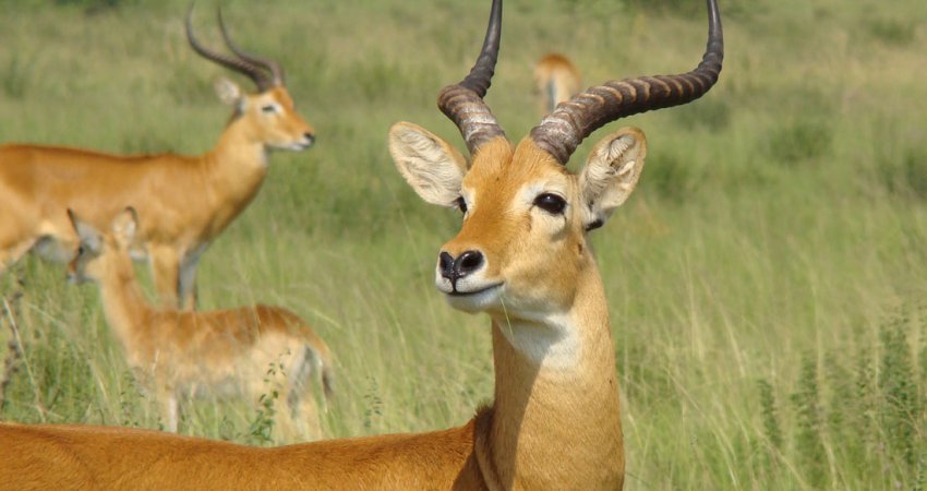 Tur Safari Ruanda & Uganda Gorillas II & Nile