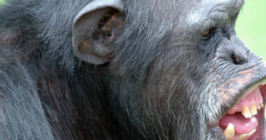 Tur Safari Ruanda & Uganda Gorillas II & Nile