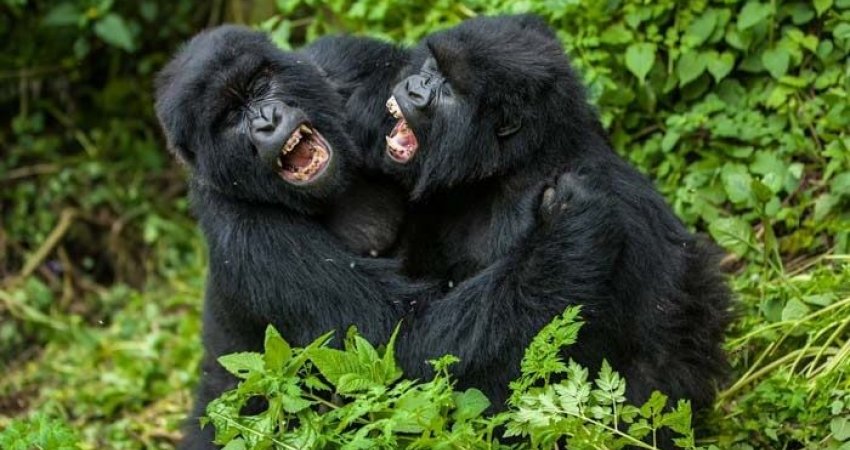 Tur Safari Ruanda & Uganda Gorillas II & Nile