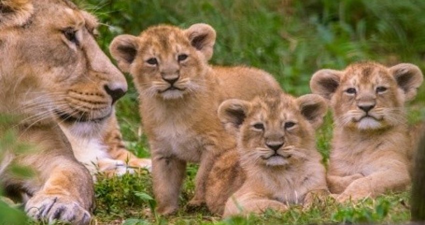 Tur Safari Ruanda & Uganda Gorillas II & Nile