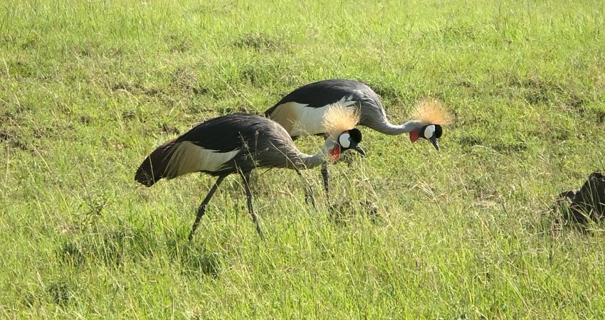 Tur Safari Kenya ve Zanzibar II