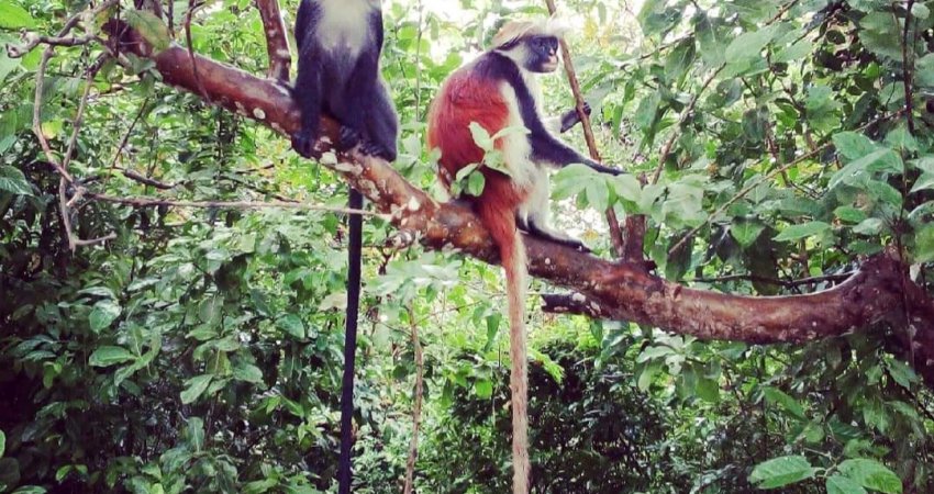 Tur Safari Kenya ve Zanzibar II