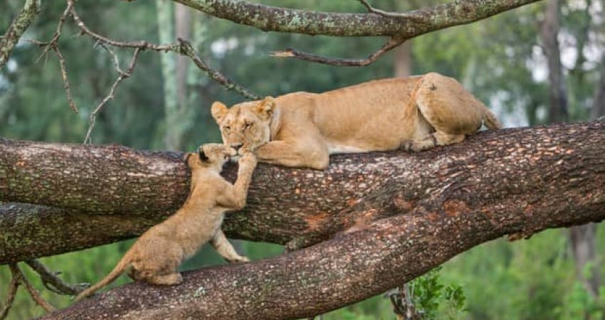 Tur Safari Kenya ve Zanzibar II