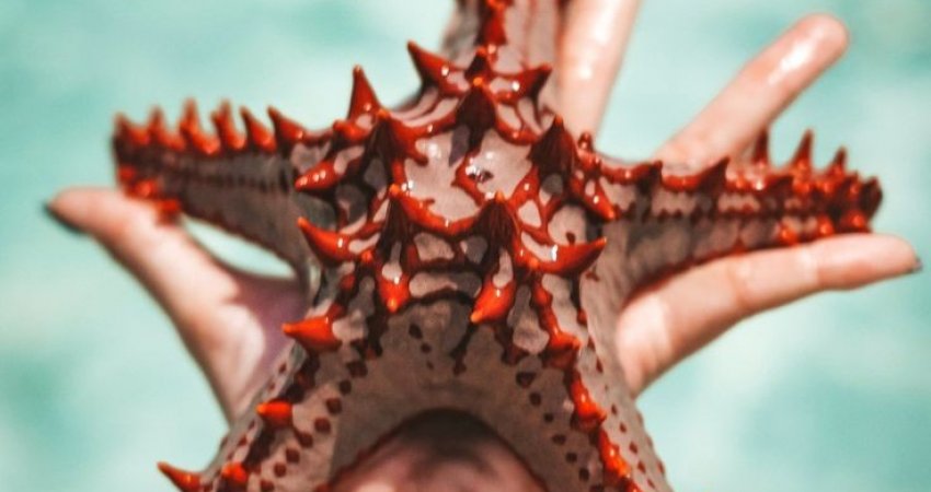 Tur Safari Kenya ve Zanzibar II