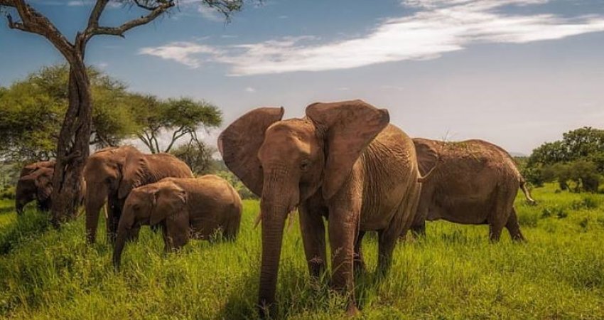 Tur Safari Kenya ve Zanzibar II