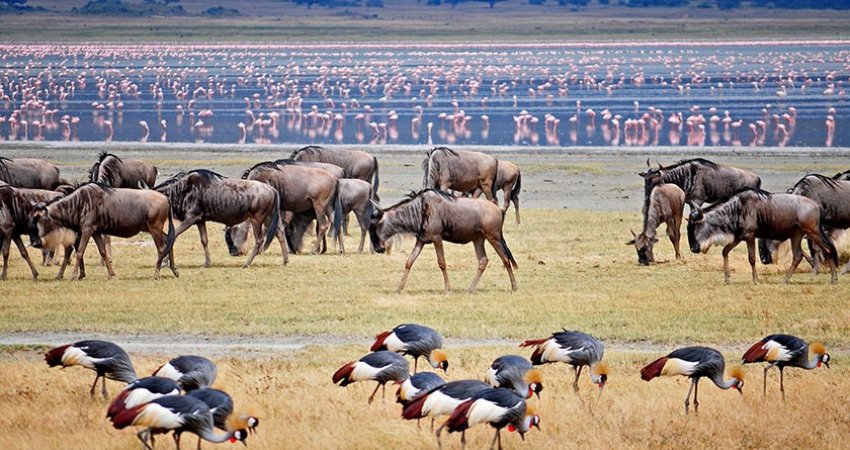 Tur Safari Kenya ve Zanzibar II