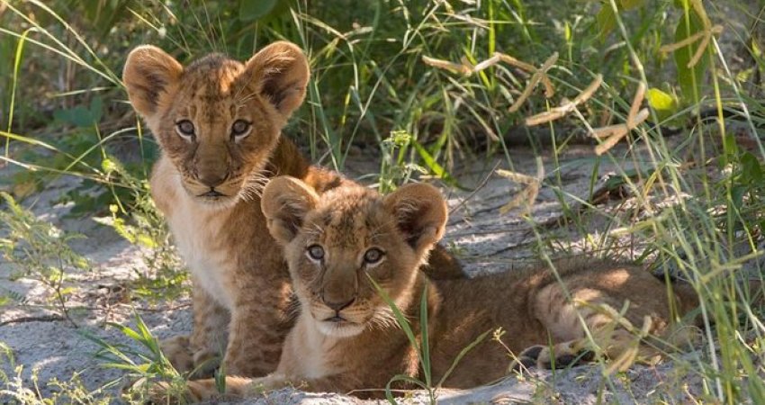 Tur Afrikayı Yaşamak-2 Victoria Falls & Cape Town