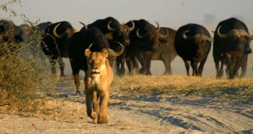 Tur Afrikayı Yaşamak-2 Victoria Falls & Cape Town