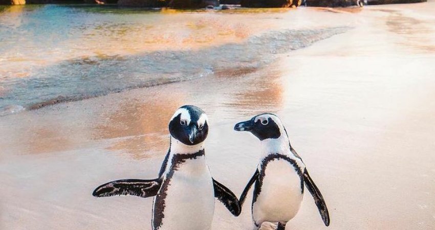 Tur Afrikayı Yaşamak-2 Victoria Falls & Cape Town