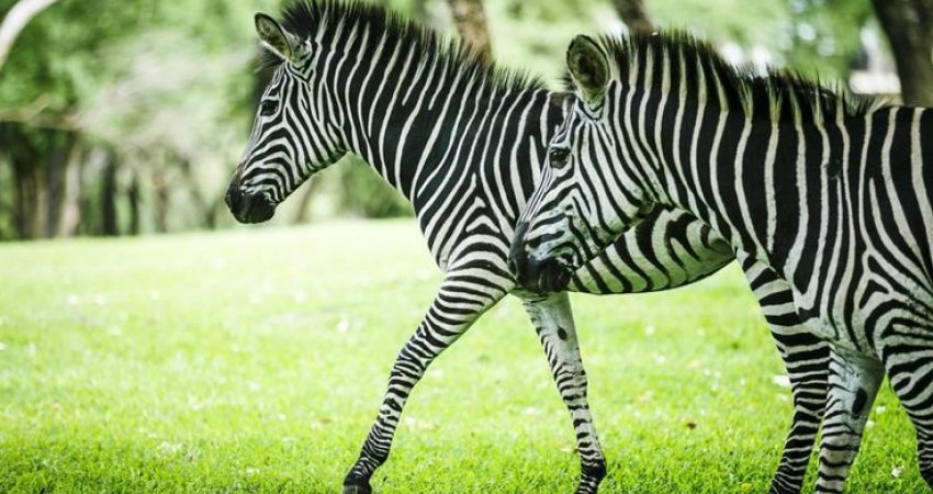 Tur Afrikayı Yaşamak-2 Victoria Falls & Cape Town