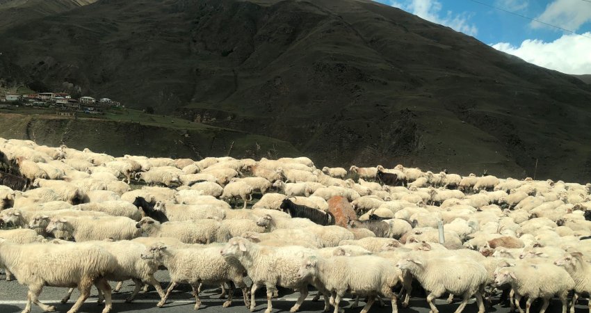 Tur Gürcistan Batun Tiflis Hasat