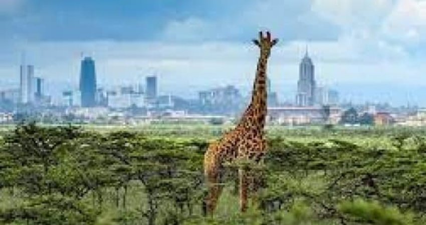 Tur Kenya Safari ve Zanzibar
